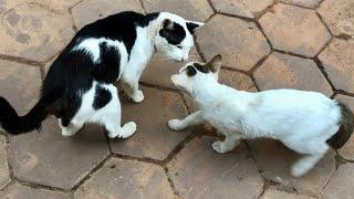 So Cute Cat/ Cute Cats Videos