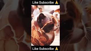 Potato Kitten Story #cats #funny#cat #cute #kitten #ai #viralvideo #shorts #family #catlover