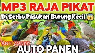 Rajanya Pikat Burcil Paling Ampuh 2024, Semua Burung Kecil di Bikin Ludes