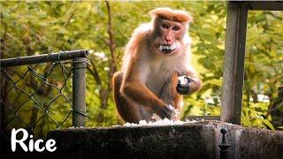 Feeding Monkeys | Monkeys React To Rice
