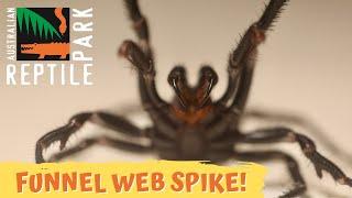 FUNNEL-WEB SPIDERS ON THE MOVE! | The Australian Reptile Park