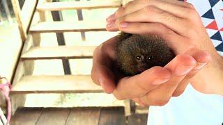 World's Smallest Monkey, The Pygmy Marmoset