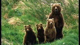 Семейство медведей. Документальный фильм.
