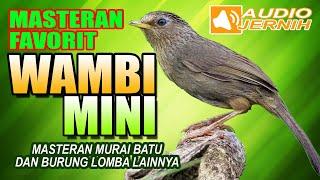 MASTERAN SUARA WAMBI MINI GACOR | FULL ISIAN VOLUME KERAS TEMBAKAN KASAR