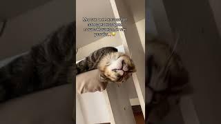 Усатые хвостатые