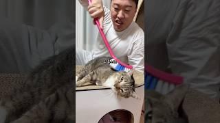 고양이 친엄마 찾아주기