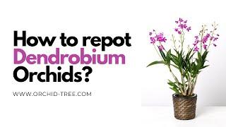 How to Repot an Orchid? | Dendrobium Orchid by Orchid-Tree