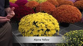 What's New in Late-Season Garden Mums