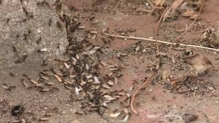 Flying Ant day they emerge from  ground in Cambridge UK 12july2020 457p