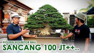 BONSAI SANCANG 100 JT++