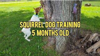 Squirrel Dog Training Session - 5 month old Treeing Feist