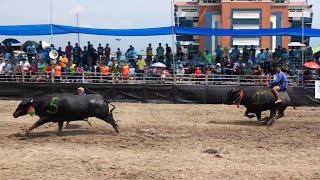 Traditional Buffalo Racing Festival In Thailand