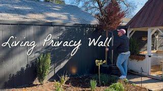 Living Privacy Wall in Progress! Planting Beautiful Evergreens & Poppies  || Visit Our Garden