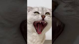 Sonya… #cat #cats