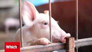 The animal welfare behind the meat you buy - Which? investigates