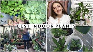 EASY BEDROOM PLANTS YOU CAN'T KILL