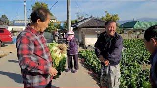 #강원도 #배추 #뿌리 #혹병 #설탕 #골드그린 #골드칼라