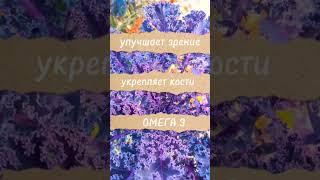 Капуста Кейл - суперфуд #веган #здоровье