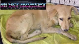 Mango Worm Infested Dog With Enteritis