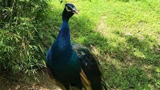 Peacock sounds @SITHEEQUE #peacocks #peacocklove #peacockdance