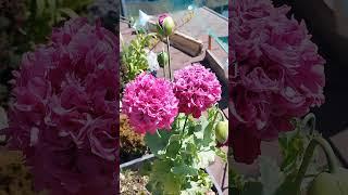 мечта сбывается!  #саднакрыше #сад #garden #gardening #plants #цветы #непридуманныеистории #болгария