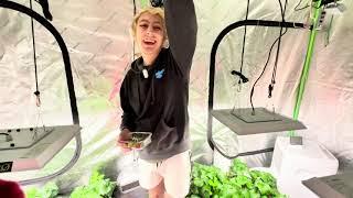 Pollination + Strawberries | 16 hydroponic strawberry update | week 18 | 4th water |