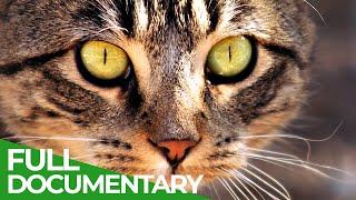 Animal's Super Senses - Sight | Free Documentary Nature