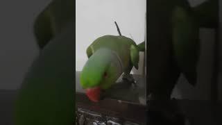 TALKING PARROT | Bolne Wala Tota | Green Ringneck With Cute Voices