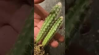 Pilosocereus cacti species  #cactuscollection  #planthaul  #unboxing #unwrapping #collumcacti