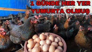 300 TAVUKTAN 1 GÜNDE KAÇ TANE YUMURTA TOPLADIM ~ HER YER YUMURTA !