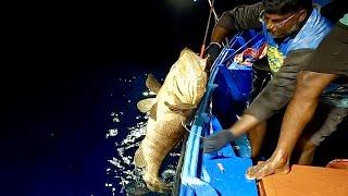 Catching Mangrove Jack, Blubberlip Snapper & Grouper Fish in the Sea