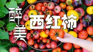 醉美西红柿  MY BEST TOMATOES