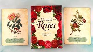 Oracle of The Roses  44 Red Gilded-Edge Cards and 144-page Oracle Deck  Full HD Flip Through