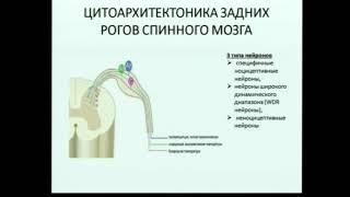 Физиология боли  Методы обьективизации и оценки болевого синдрома