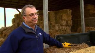 Hay for Horses