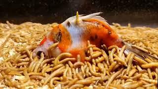 fish vs mealworms/15000 superworms eating amazing fish/worms time lapse