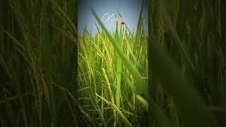 Tăng năng suất lúa từ PhosPhite BMFE #bmfe #bmfecorp