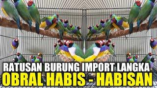 TUMPAH RUAH !!! RATUSAN BURUNG IMPORT MEWAH DIJUAL MURAH SPESIAL TANGGAL TUA DIKIOS SIGIT PB PRAMUKA