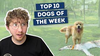 The Flattest Dog Ever | Top 10 Dogs of the Week