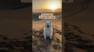 Dog travel tips‍️eSIM @holafly ​⁠ Discount:THETRAVELTELLERS #holafly #esim #unlimiteddata #dog