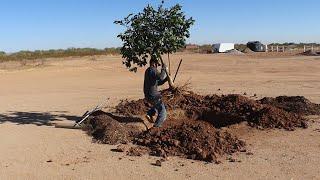 Moving a 5 Year Old Lime Tree