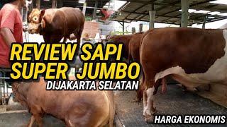 SAPI JUMBO DIJAKARTA SELATAN || harga EKONOMIS GUYS BERKAH MANDIRI FARM #sapisuperjumbo #sapijumbo