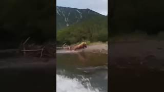 In Russia Kamchatka, a bear attacked tourists who were riding a boat   #video #shorts