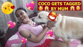 COCO GOT A NEW COLLAR | MUM PUTS THE NAME TAG | WATCH THE FUNNY VIDEO TILL END FOR BONUS CLIP |