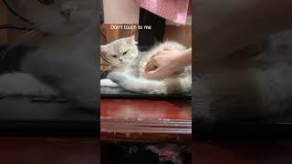 Haha so funny and sweet cat #303