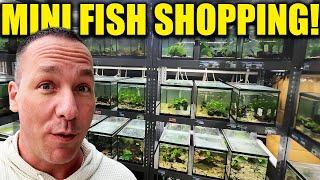 FISH STORE SHOPPING for nano fish and shrimp!! Planted aquarium with the king of DIY