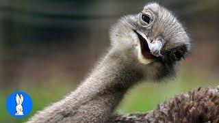 Cheeky Ostrich Attacks  - FUNNIEST compilation