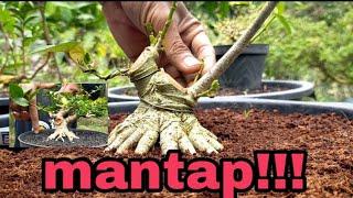 review harga bahan bonsai mas fajar