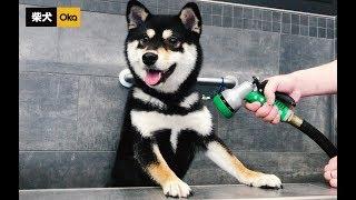 號稱全網最乖小黑柴，洗澡全程一聲不吭，主人好欣慰 | Shiba Inu's Bath Time