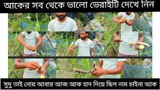 আজকের চাইনার ভেরাইটি আক খেলাম J R Mondal Nursery all fruit plant nursery